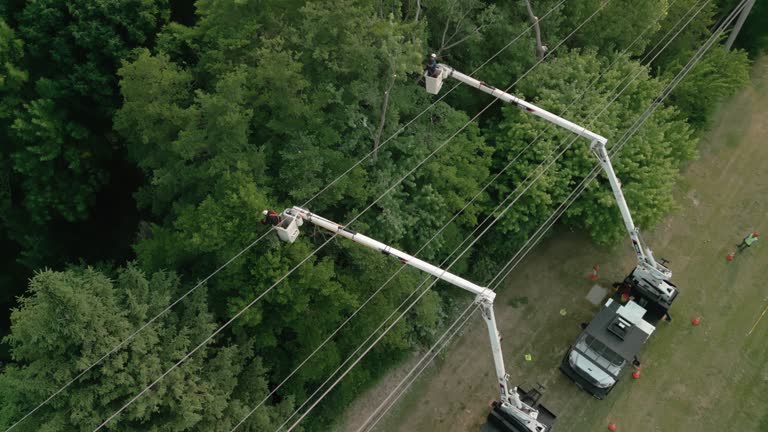 Reliable Summerfield, NC Tree Removal Solutions